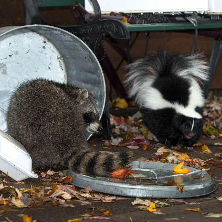 Effective and Humane Animal Control Services for residents of Hamilton and surrounding areas.