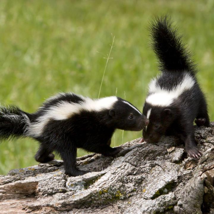 Safe and Humane Skunk Removal Services in Hamilton and surrounding areas.