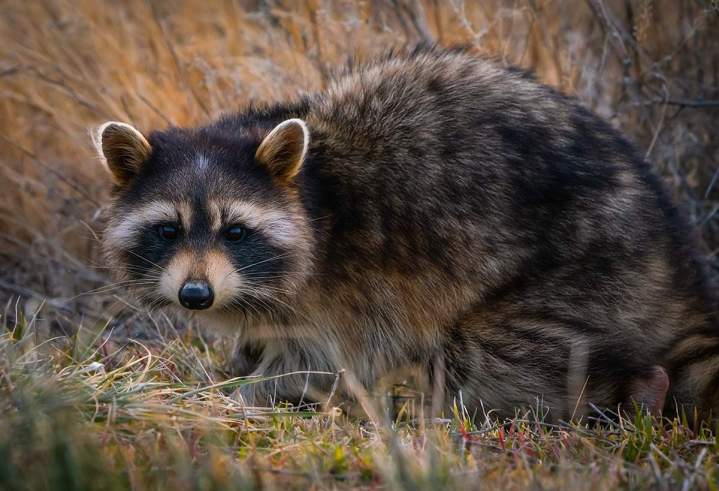 Raccoon Removal Services Hamilton