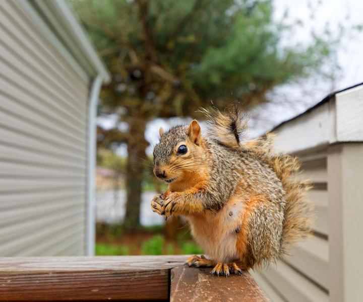 Squirrel Removal Hamilton