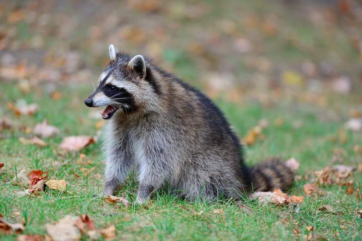 Raccoon Removal Hamilton