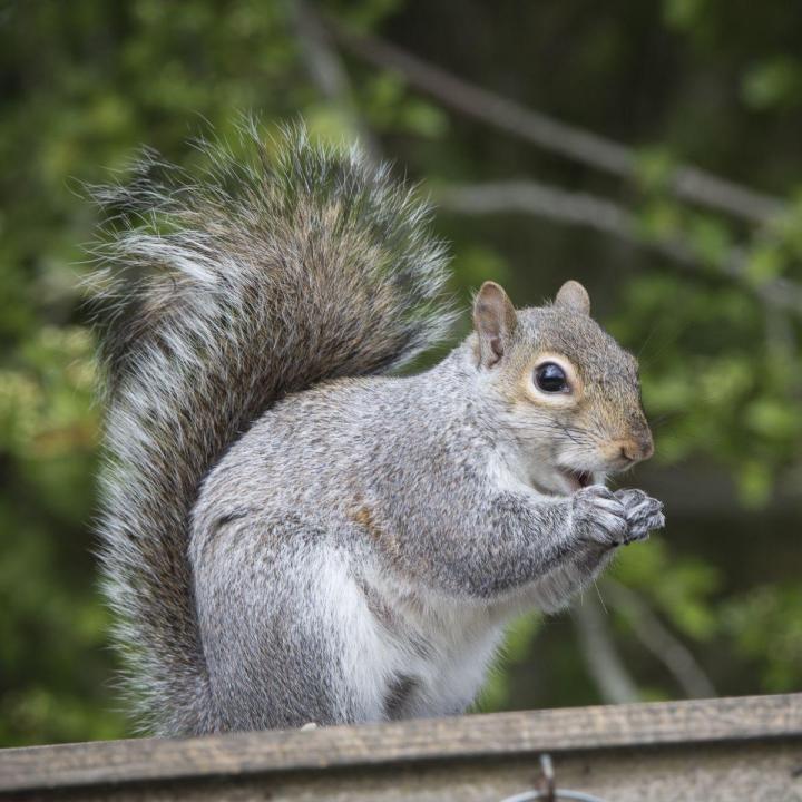 Squirrel Removal Services Hamilton
